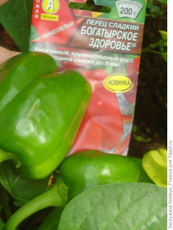 "Богатырское здоровье" 26 июля