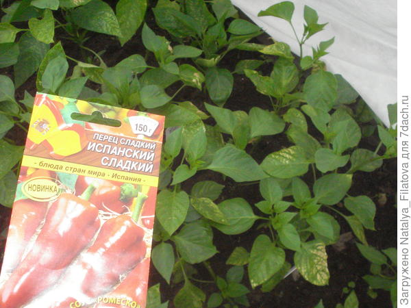 "Испанский сладкий" 15 июня