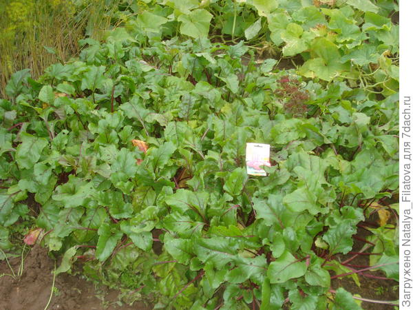 росла "Джулия" активно