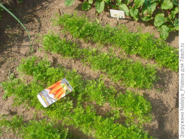 растёт дружно