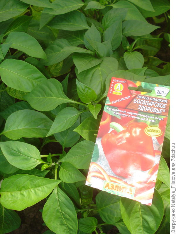 рос перец активно