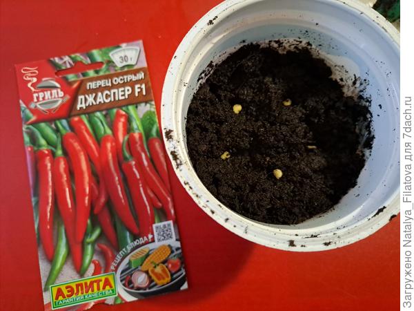 семена в грунте