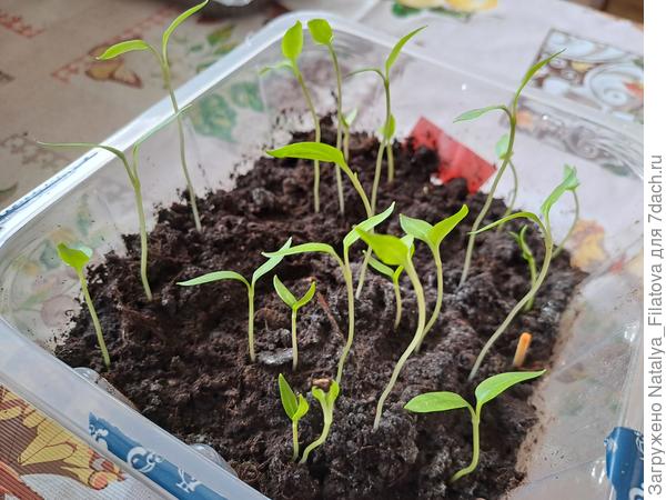 всходы тянутся к солнцу