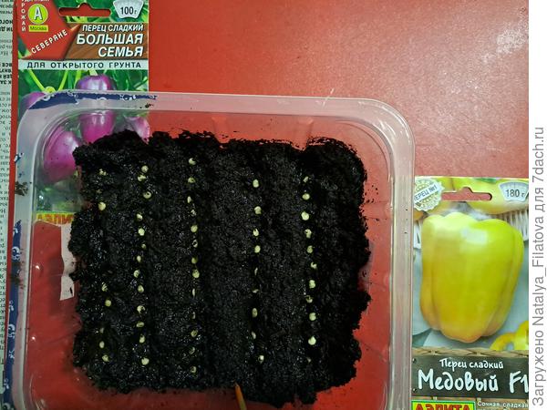 семена разложены