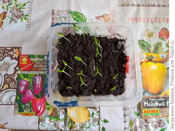перцы растут и развиваются