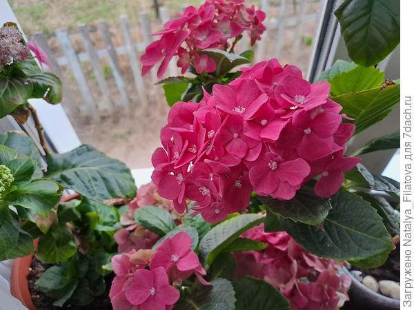 та самая гортензия