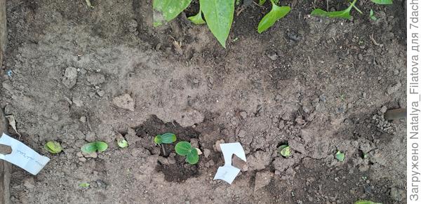 первые всходы