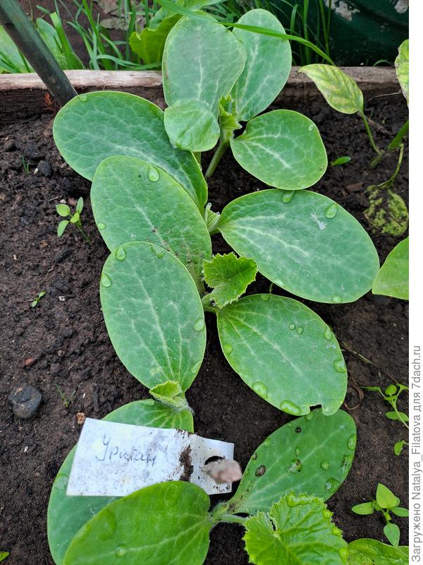 первые настоящие листья "Ураган"