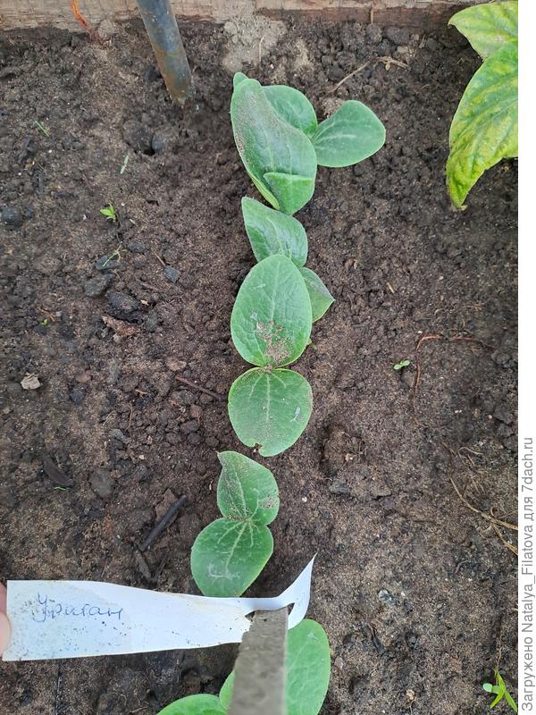 кабачки "Ураган"