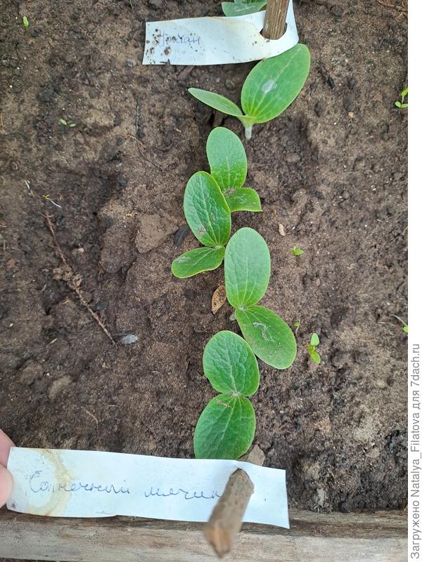 кабачки "Солнечный мячик"