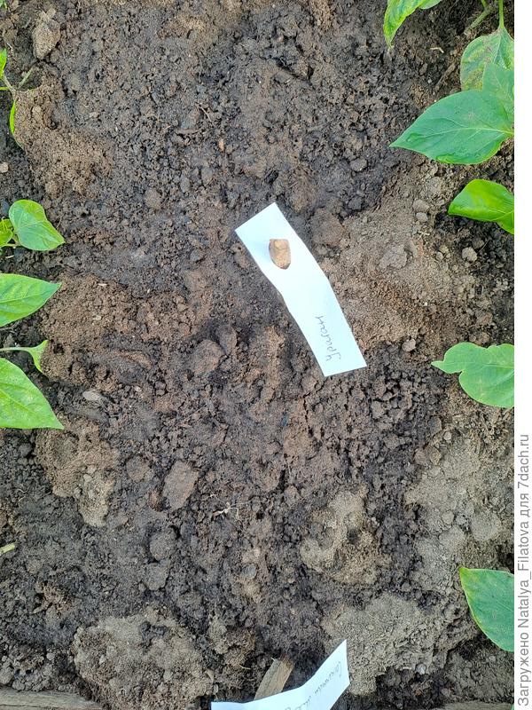 посеяны, промаркированы