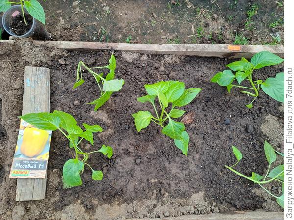 Перец "Медовый" высажен в теплицу