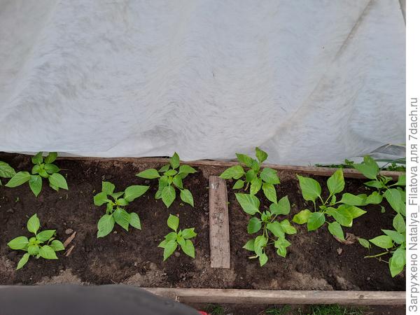 перец 02.06.2023