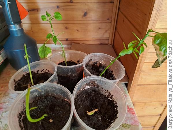 новые листочки появляются