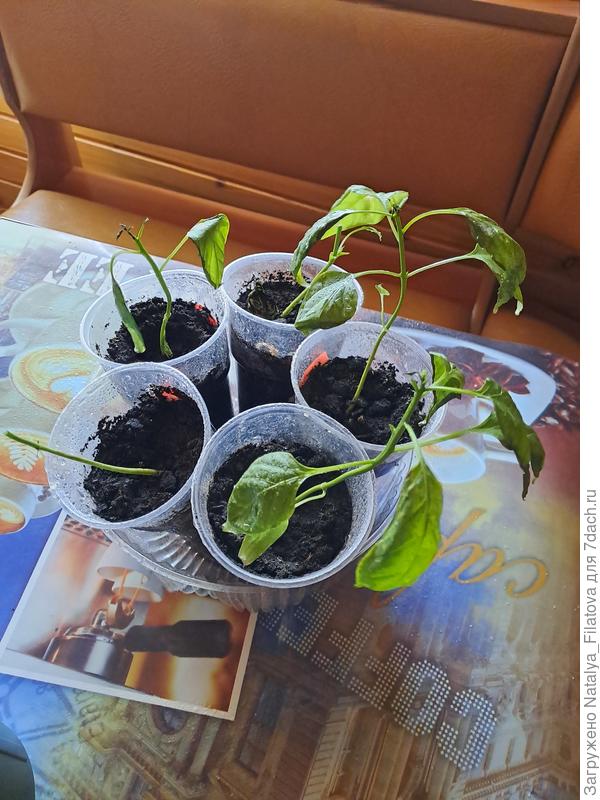 перец острый "Джаспер"