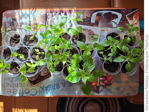 Сладкий перец сорта "Большая семья"