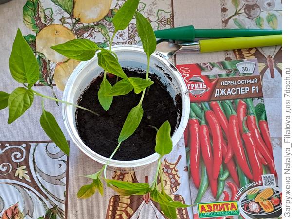 перец остры "Джаспер"