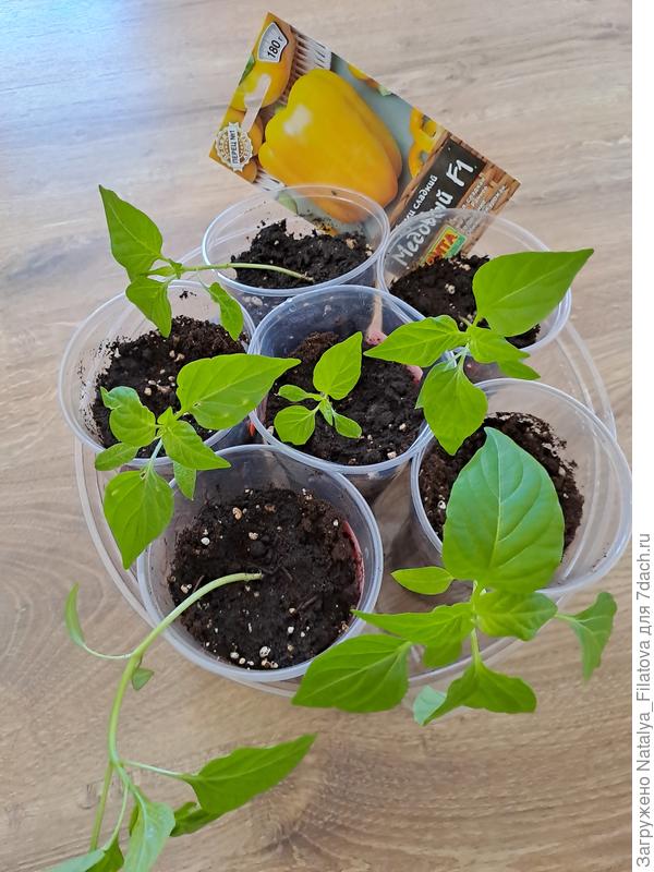 Сорт сладкого перца "Медовый"