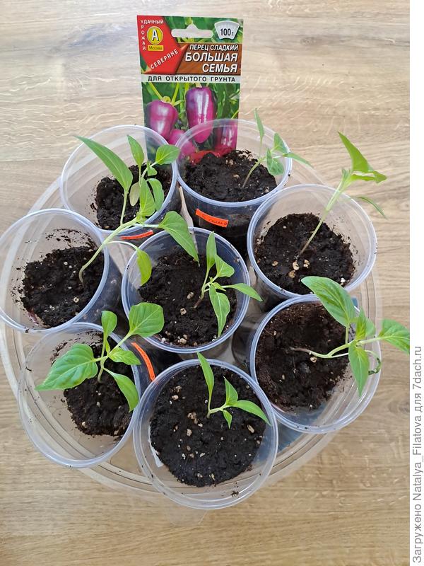 Сорт сладкого перца "Большая семья"