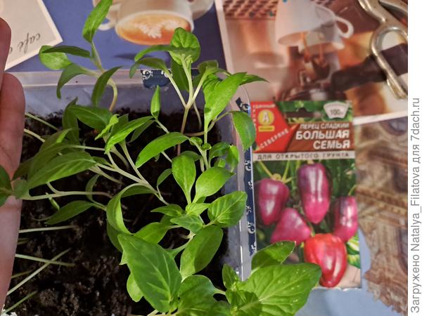 "Большая семья"