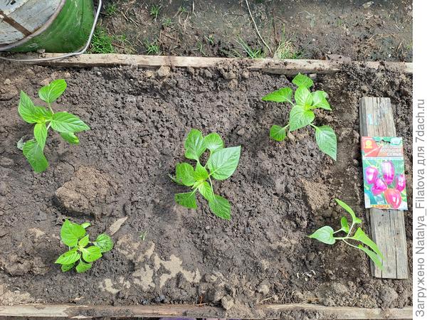 Перец "Большая семья" высажен в теплицу