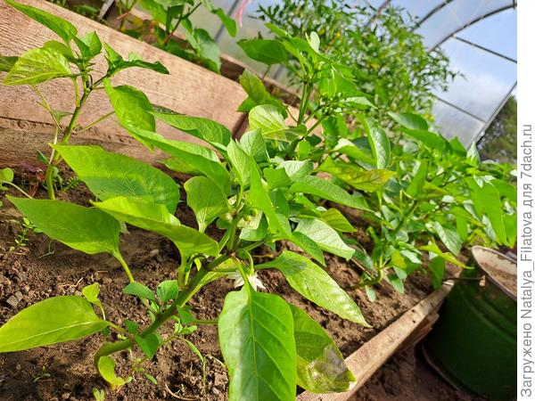 сладкие перцы