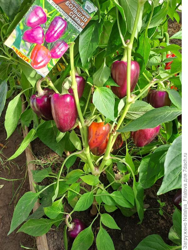 "Большая семья"