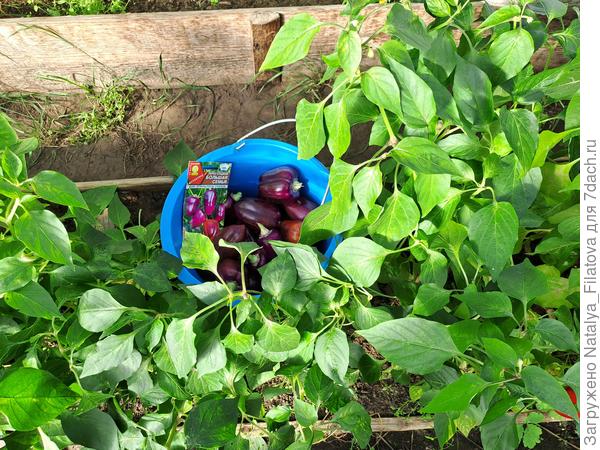 сорт "Большая семья"