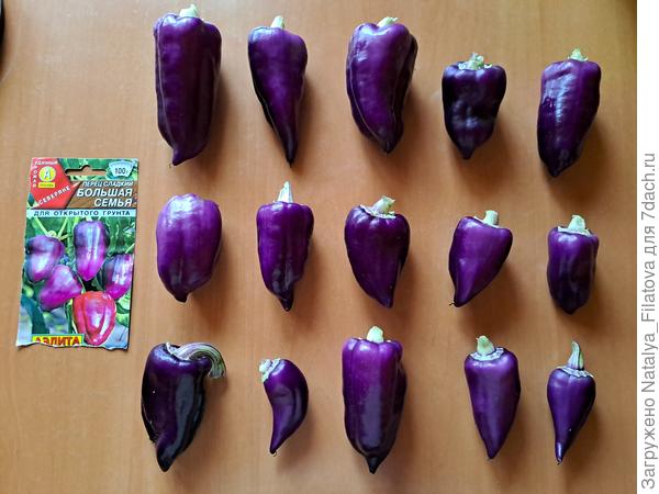 "Большая семья"