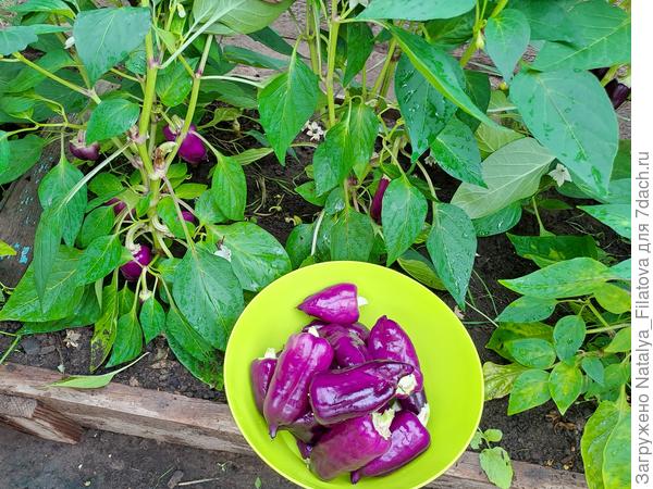 1 урожай "Большая семья"