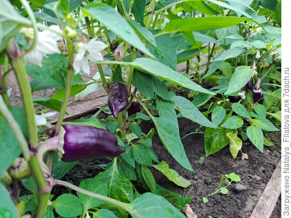 "Большая семья" перец