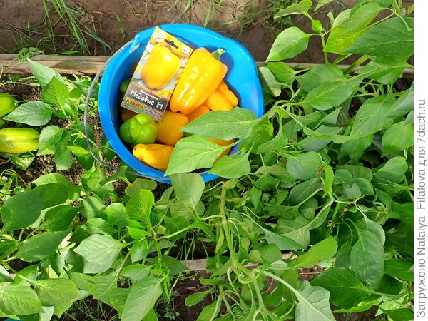 сорт "Медовый"