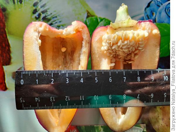 сорт "Большая семья"