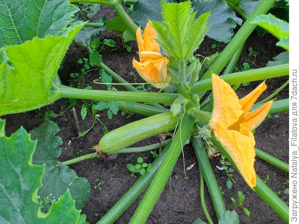 кабачок "Ураган"