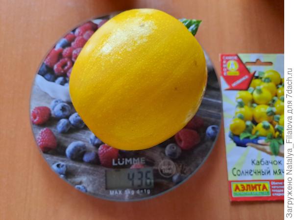 вес 1 кабачка