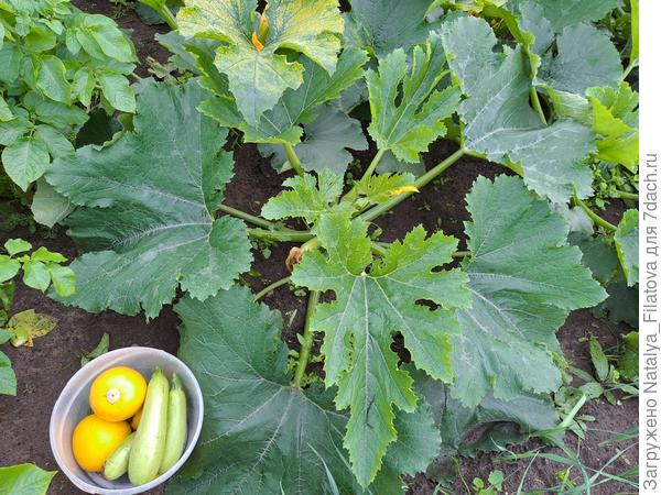 1 урожай кабачков