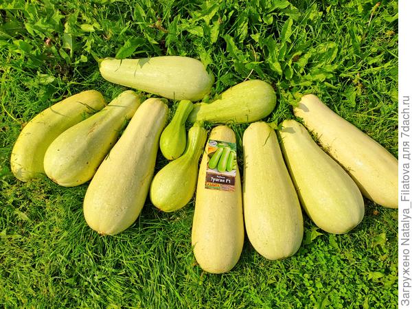 урожай № 3 сорт "Ураган"