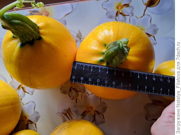 сорт "Солнечный мячик"