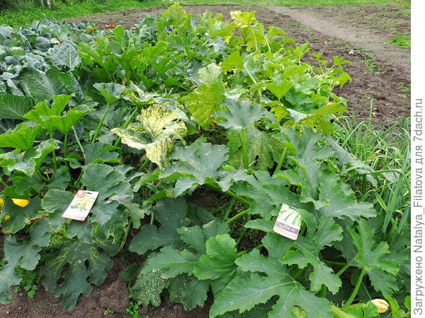 перед сбором урожая №5