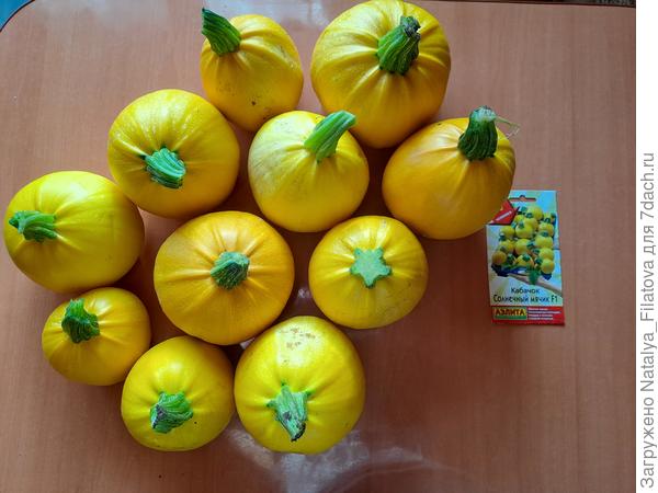 Урожай №4 сорт "Солнечный мячик"