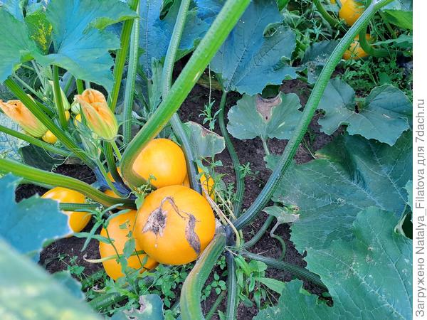 сорт "Солнечный мячик"