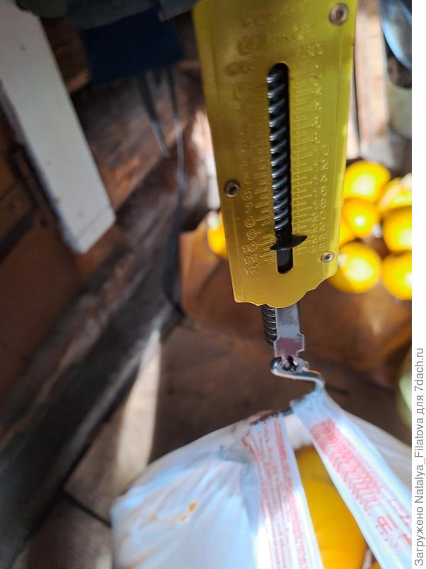 взвешивание урожая №3 сорт "Солнечный мячик"