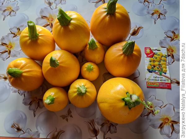 сорт "Солнечный мячик"