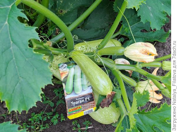 сорт "Ураган"