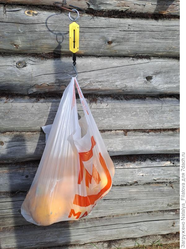 взвешивание урожая №3 сорт "Солнечный мячик"