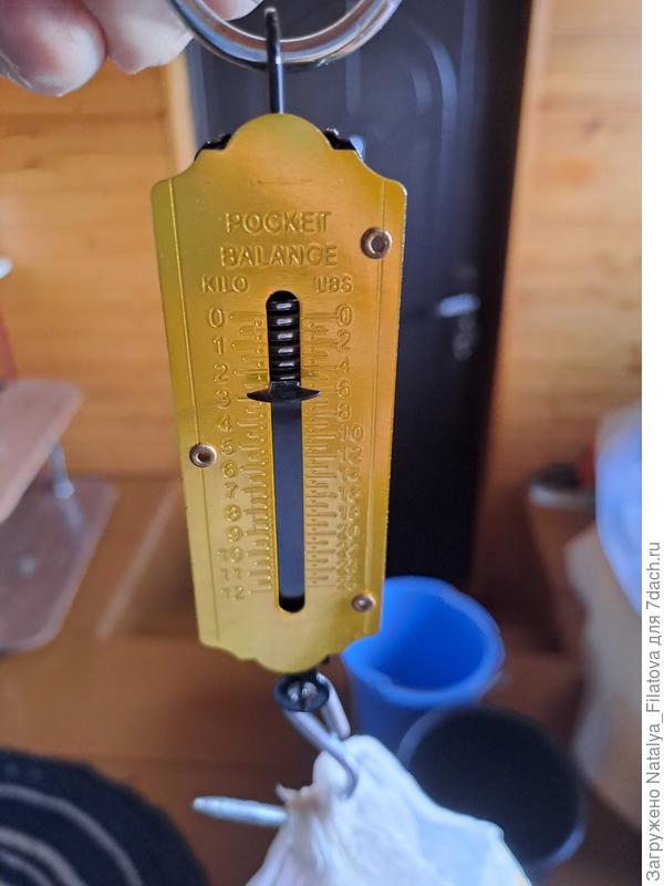 общий вес урожая №4 сорта "Ураган"