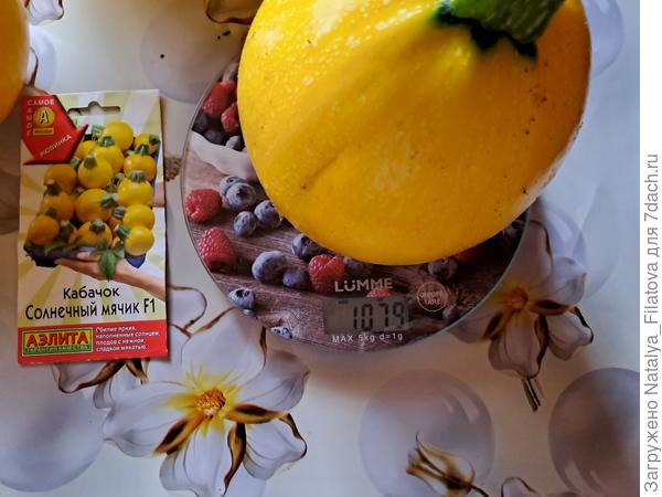 сорт "Солнечный мячик"