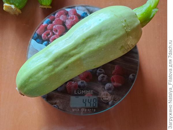 вес одного кабачка