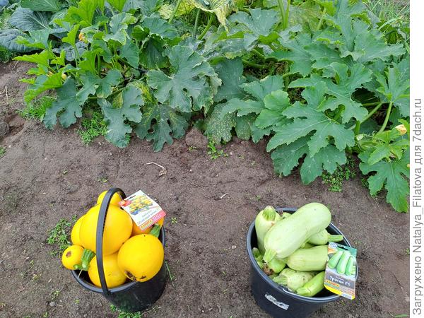 последний урожай сезона