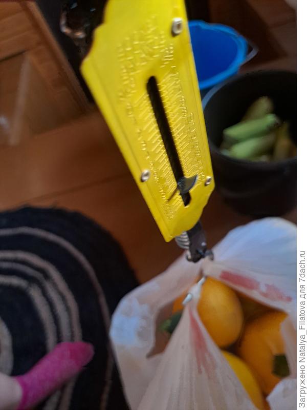 вес урожая №4 сорт "Солнечный мячик"